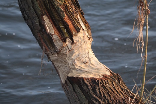V Radotíně lze běžně narazit na stromy okousané bobrem.