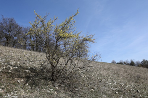 Dřín obecný (Cornus mas) Foto: Tomáš Kebert, botanickafotogalerie.cz