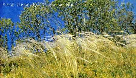 Kavyl vláskovitý - vousy sv. Ivana