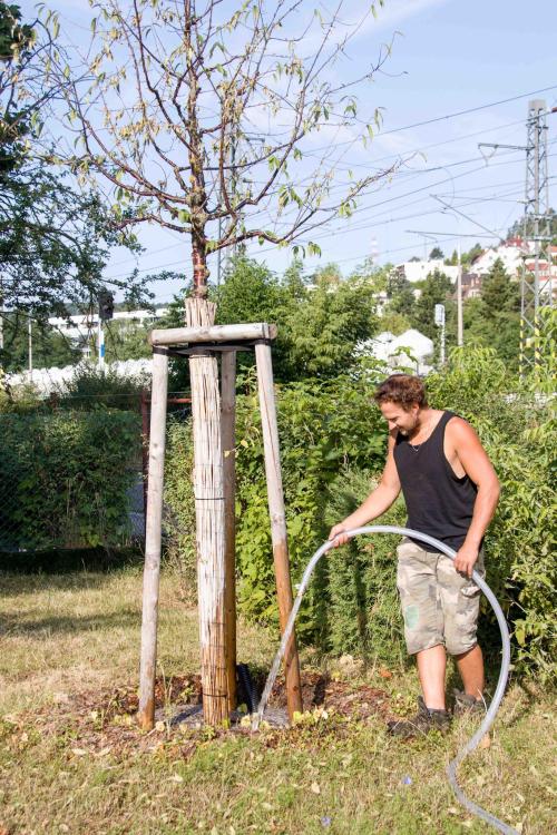 Voda pro mladé stromy, 19.7.2023
