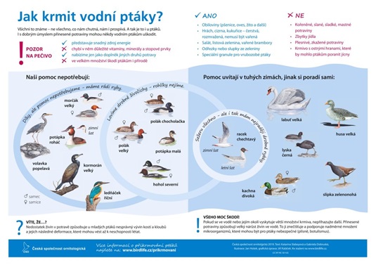 Jak krmit vodní ptáky? 