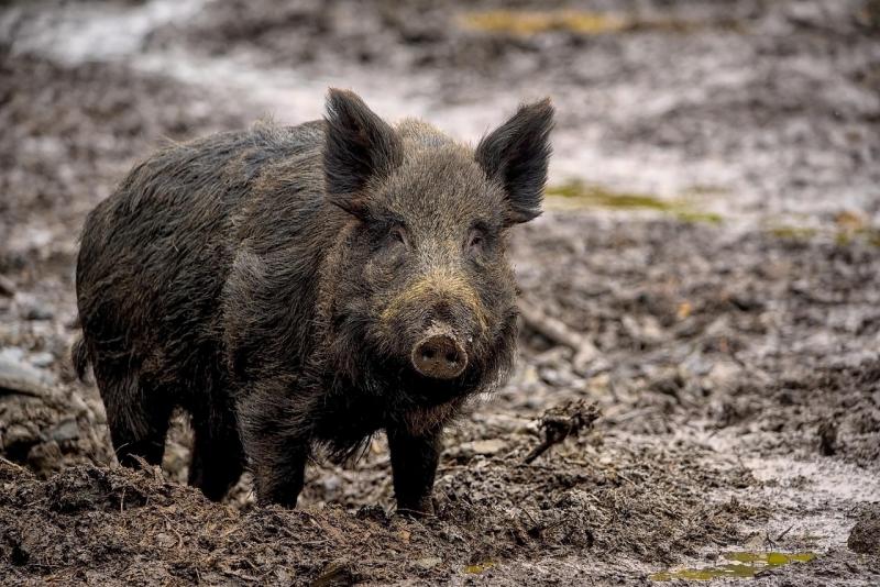 Divoká prasata v Lahovské: připravujeme další opatření 1