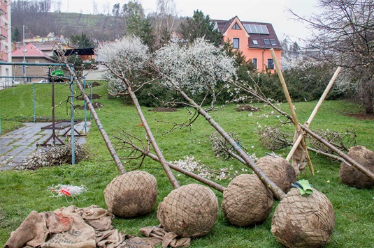 Sázení 56 nových stromů v Radotíně, jaro 2021