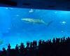 Okinawa, druhé největší akvárium na světě