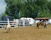Velké radotínské rodeo 22.5.2010 - tady má navrch tele<br />Foto: Ing. P. Jirásek