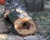 Kácení suchých stromů v Radotíně, 8.5.2020