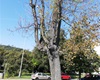 Kácení stromu v akutním havarijním stavu, 16.9.2020